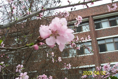 4월의 학교 벚꽃 1
