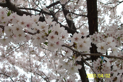 4월의 학교 벚꽃 3